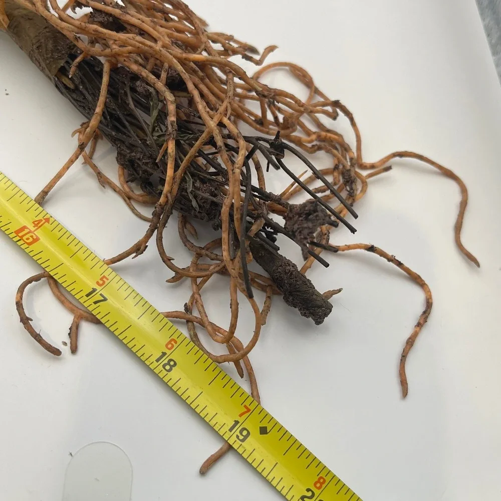 Faux Fern Bundle with Exposed Roots Artificial Greenery Botanical Decor 19in